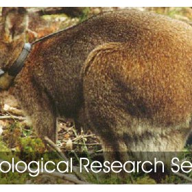 Australian Ecological Research Services: Let’s make this globe a better residing place